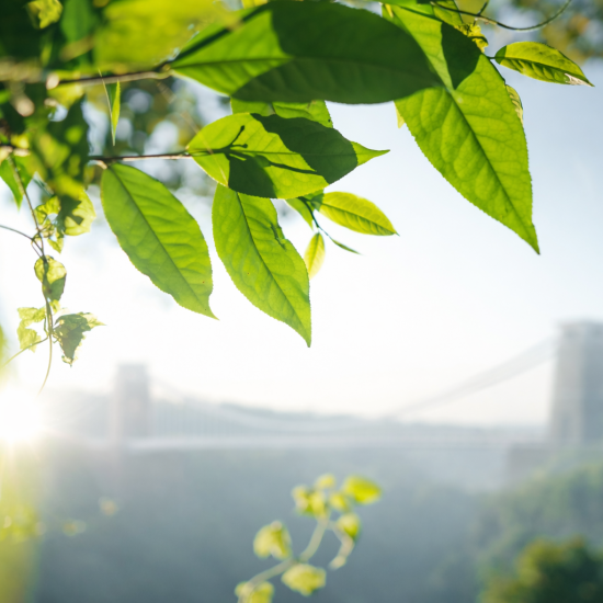 green leaves with a background of clifton bridge on a sunny day