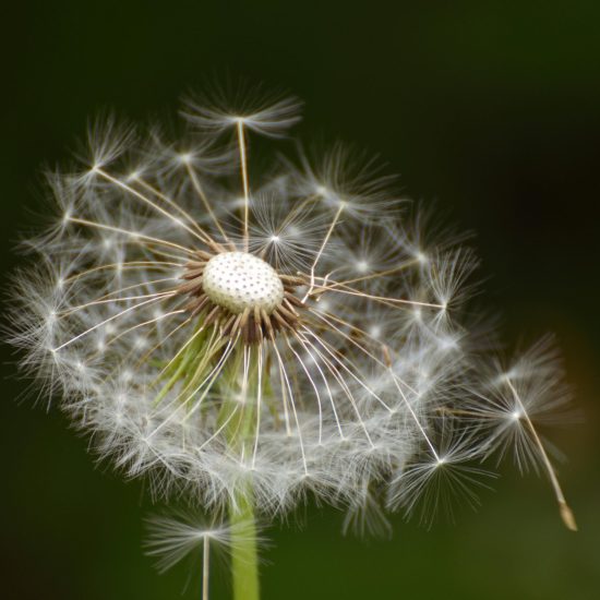 Dandelion