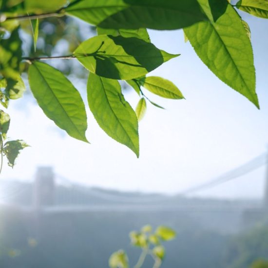 Green leaves in sunlight with Clifton Suspension Bridge blurred in the background